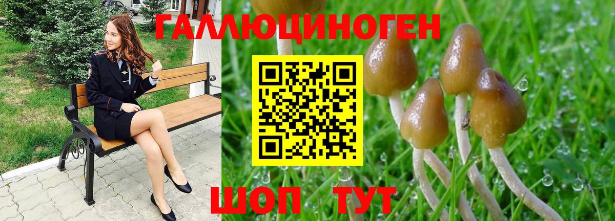 Галлюциногенные грибы Psilocybine cubensis  Вход с VPN  Псилоцибиновые грибы Cubensis  Карачаевск 